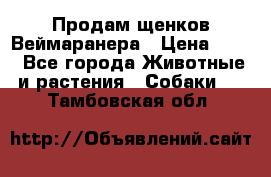 Продам щенков Веймаранера › Цена ­ 30 - Все города Животные и растения » Собаки   . Тамбовская обл.